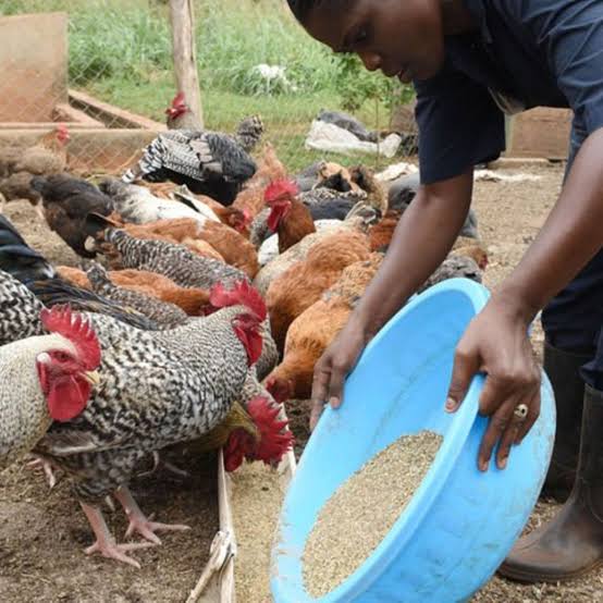 Animal Feeds & Feed Ingredients