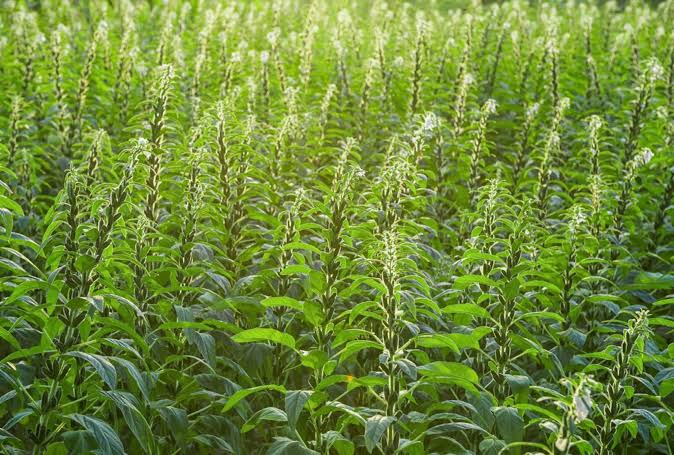 White Gold Sesame (Simsim)