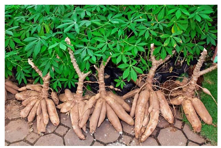 Fresh Cassava Roots & Cuttings